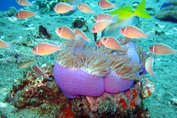 Koh Tao VIP Snorkeling Tour