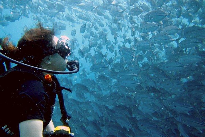 Escursione di 2 immersioni a Koh Samui a Sail Rock per subacquei certificati