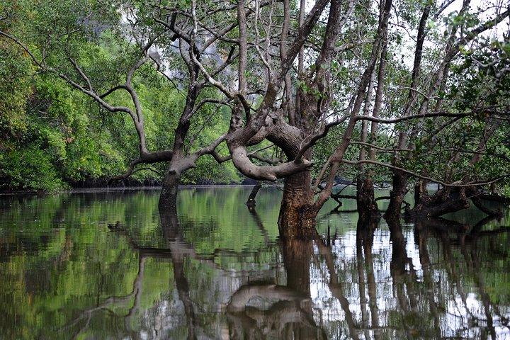 Deep Mangrove and Canyon Kayak Tour in Krabi