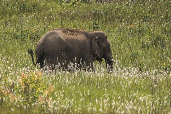 Tour di un'intera giornata al Parco Nazionale Khao Yai