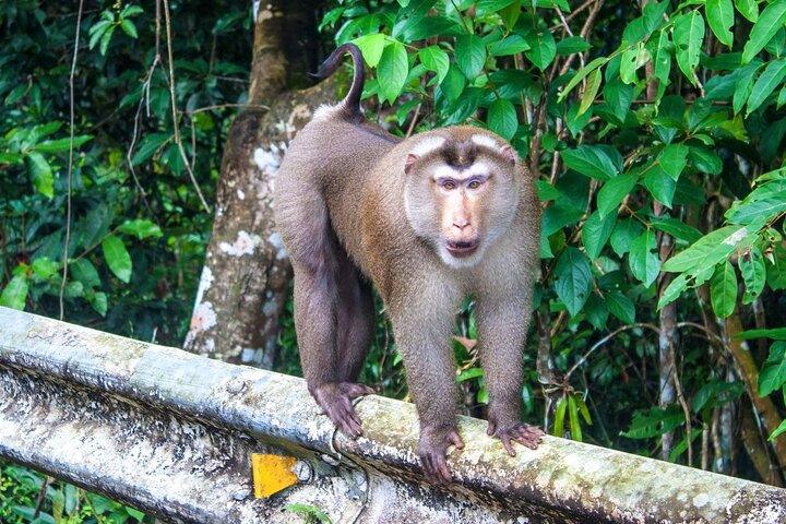 Full day tour to Khao Yai National Park