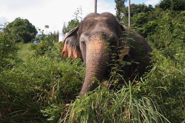 Mezza giornata al Santuario della casa degli elefanti a Samui