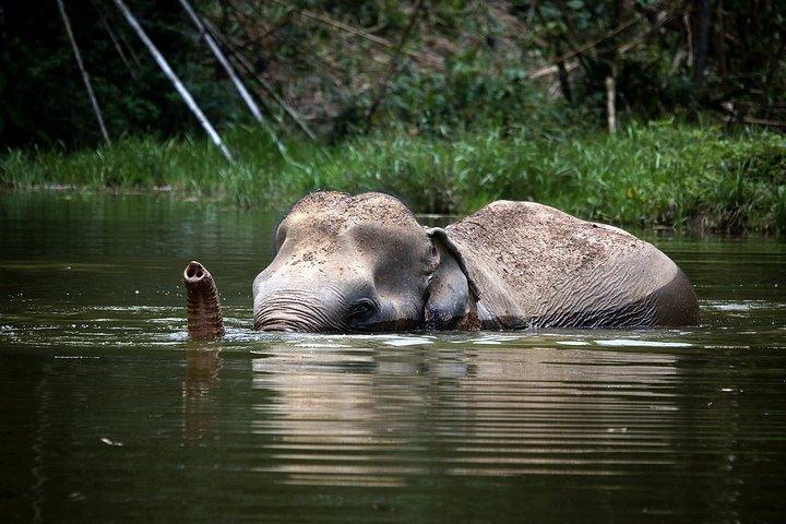 A Morning with Elephants at Phuket Elephant Sanctuary