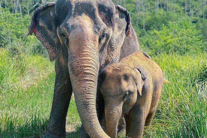 Half Day at Elephant House Sanctuary in Samui