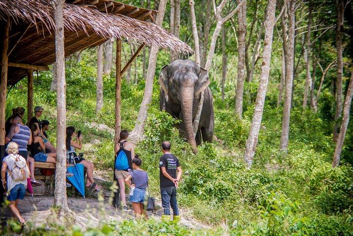 Una mattinata con gli elefanti al Santuario degli elefanti di Phuket