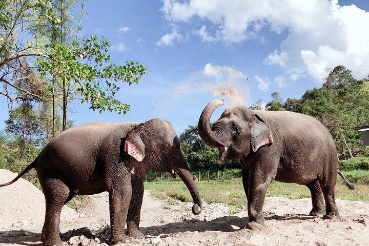 Inthanon Heaven Trail (Living Green Elephant Sanctuary) in Chang Mai with Lunch 