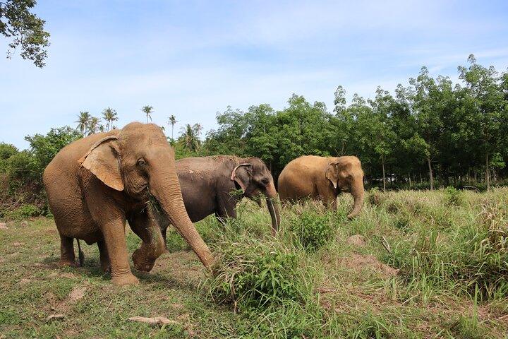 Mezza giornata al Santuario della casa degli elefanti a Samui