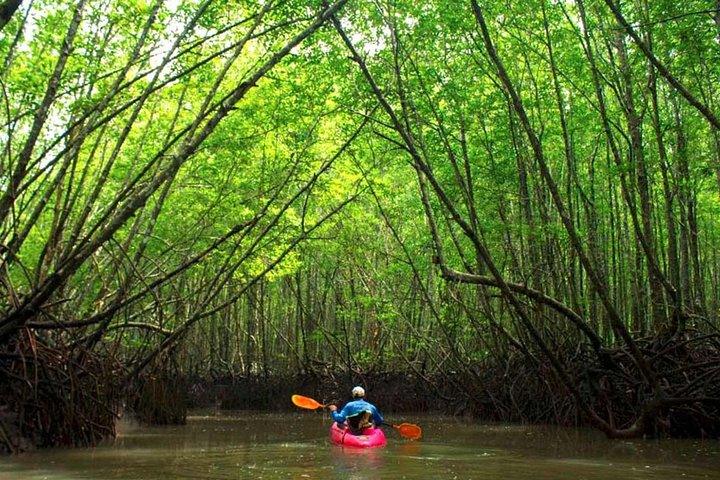 Tour in kayak nelle mangrovie profonde e nel canyon a Krabi