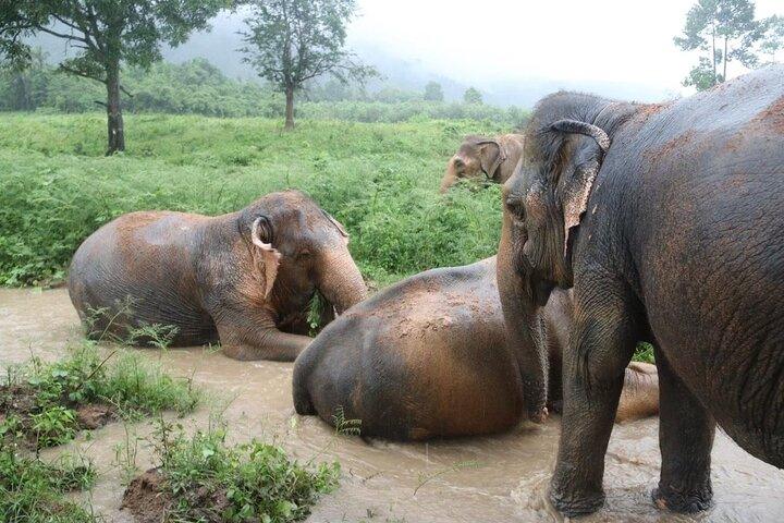 Mezza giornata al Santuario della casa degli elefanti a Samui