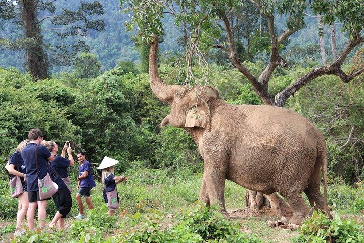 Mezza giornata al Santuario della casa degli elefanti a Samui