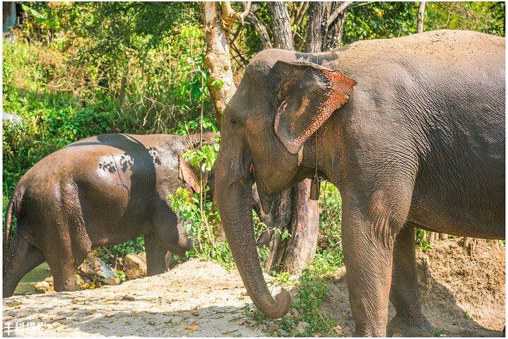 Inthanon Heaven Trail (Living Green Elephant Sanctuary) in Chang Mai with Lunch 