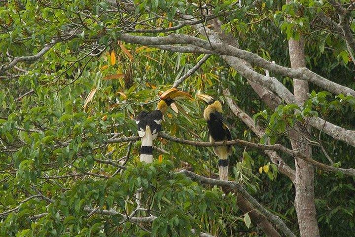 Tour di un giorno al lago Khao Sok Cheow Lan da Krabi