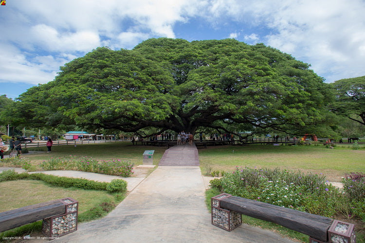 Bangkok - Ayutthaya - Kanchanaburi (3 giorni/2 notti)