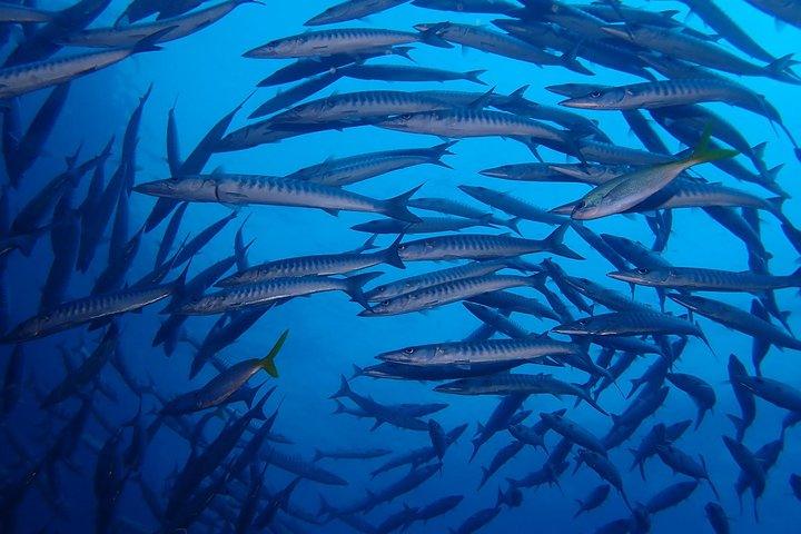 2 Dive Trip in Koh Samui at Sail Rock for Certified Divers