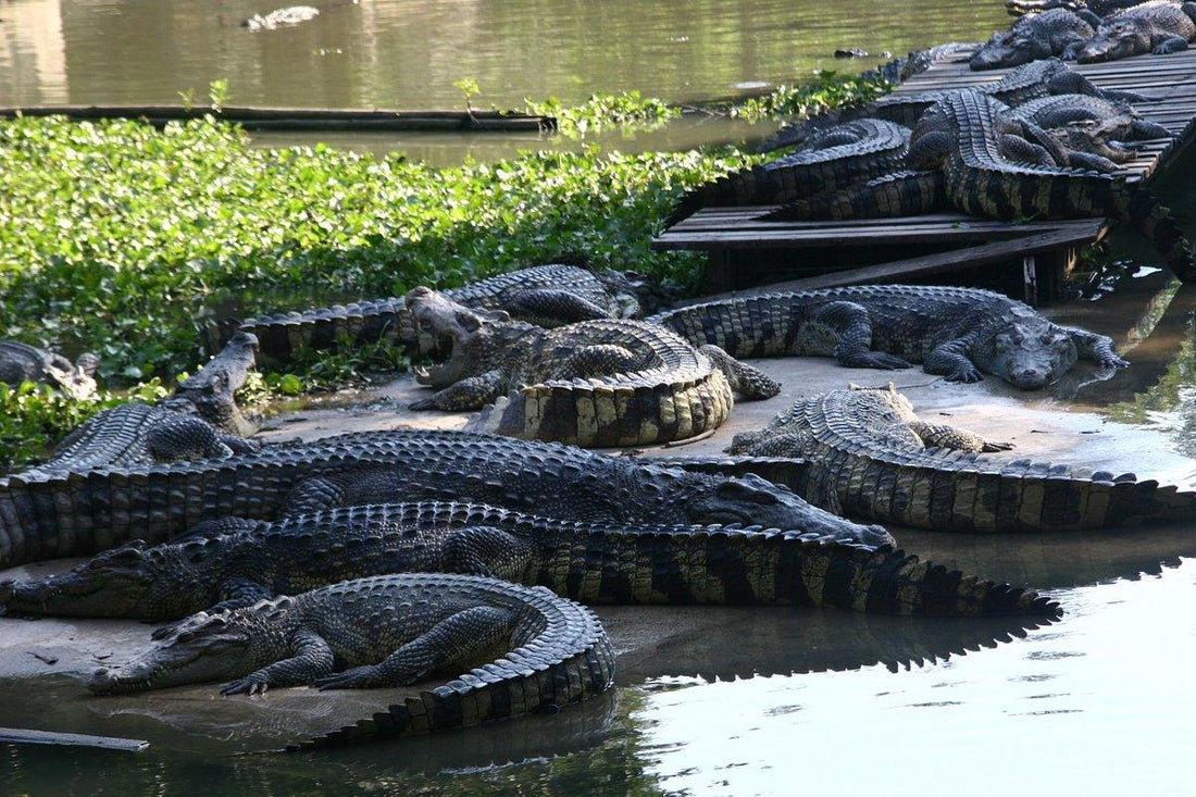 Damnern Saduak Floating Market And Sampran Crocodile Farm