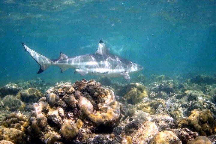 Corso di immersione per principianti Corso PADI Open Water Phi Phi Island