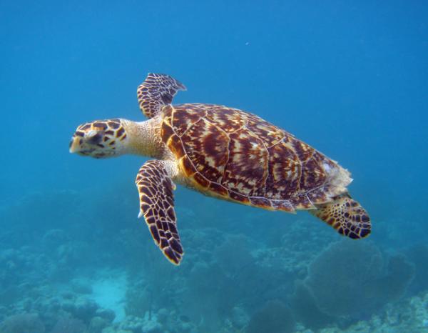 Tour di un giorno alle Isole Similan