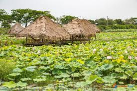 Lotus Farm &amp; Thai Rural