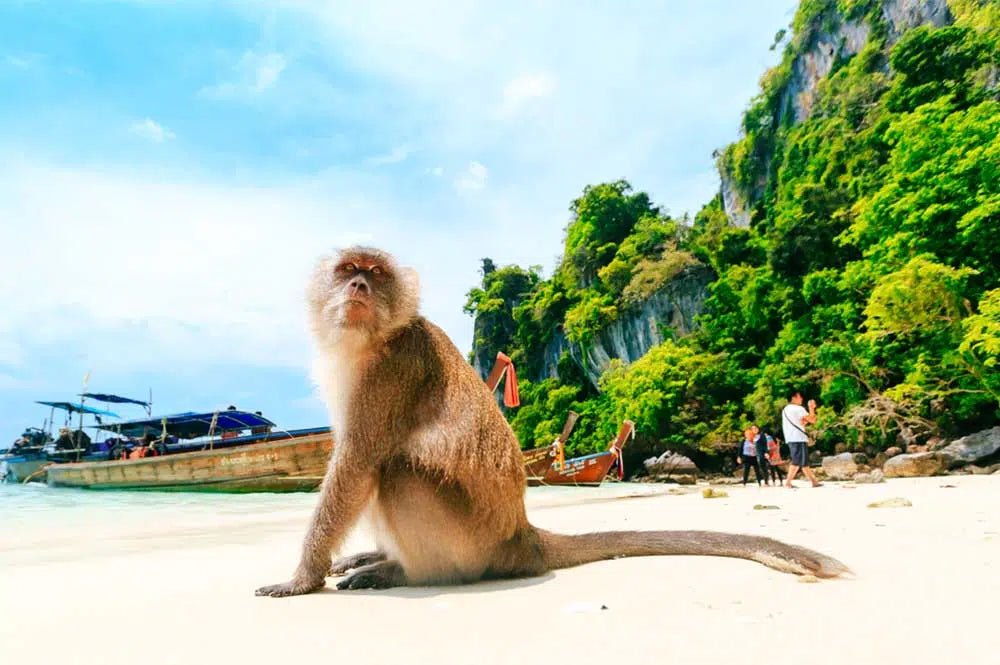 Tour di un giorno alle isole Phi Phi