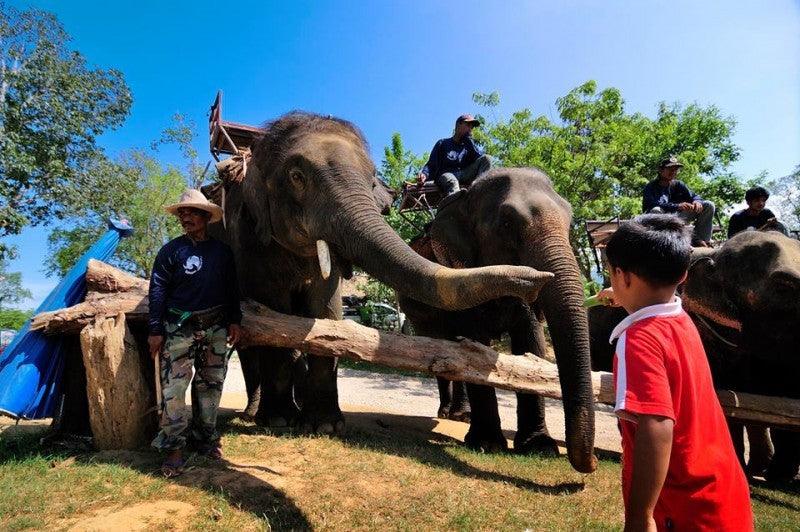 Bridge over the river Kwai / Elephant Riding (60 min Train + 20 min Elephnat Ride)