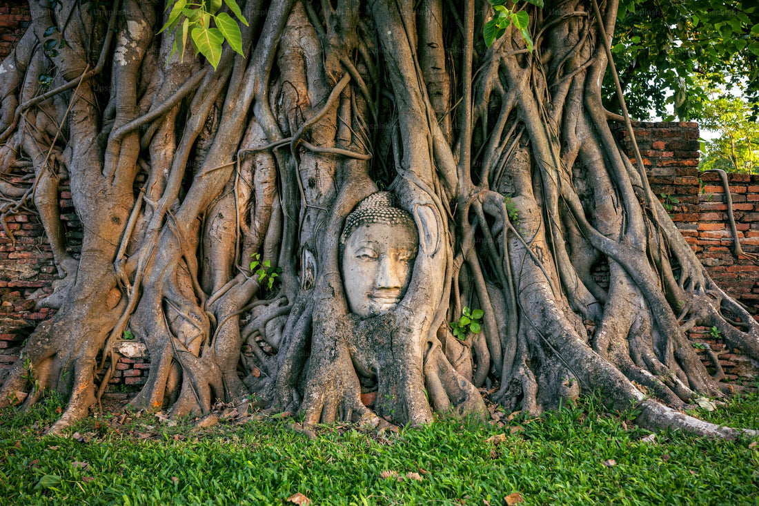 Ayutthaya & Bang Pa-in Day Tour